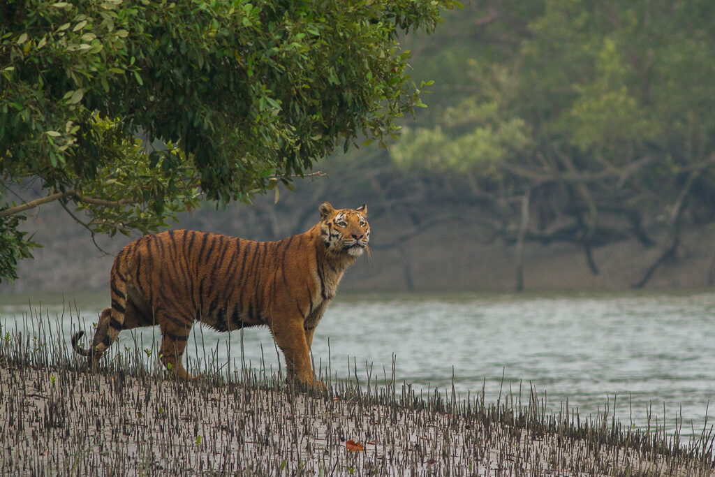 Sundarbans Camping places near Kolkata