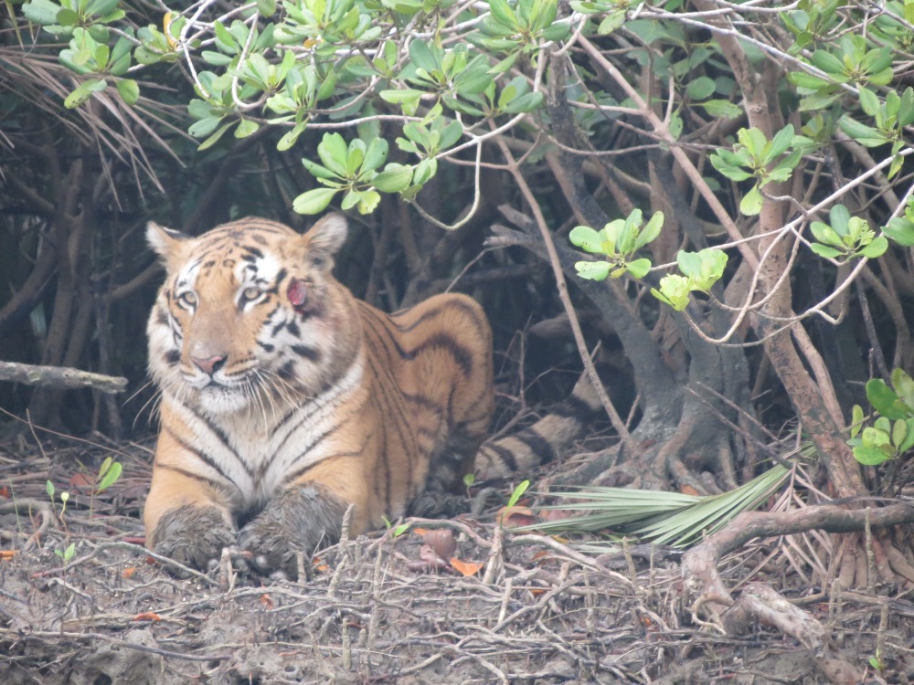 Sundarbans National Park, tourist places Near Kolkata