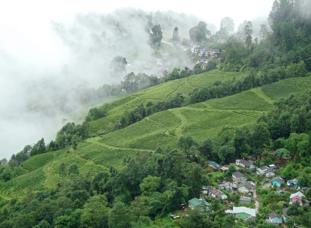 Darjeeling Summer holiday destinations in India