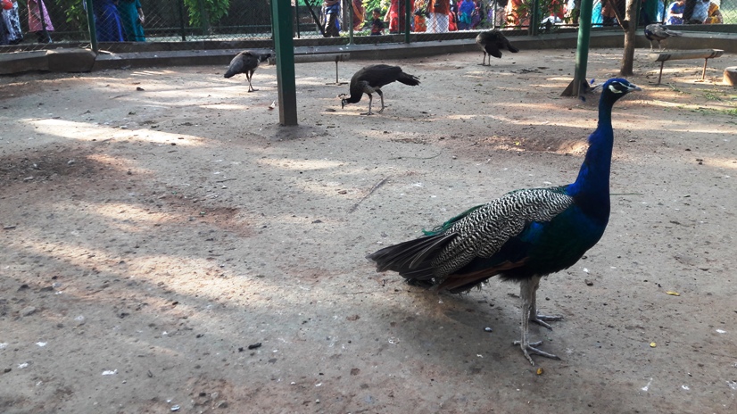 VOC Park and Zoo Tourist Places in Coimbatore