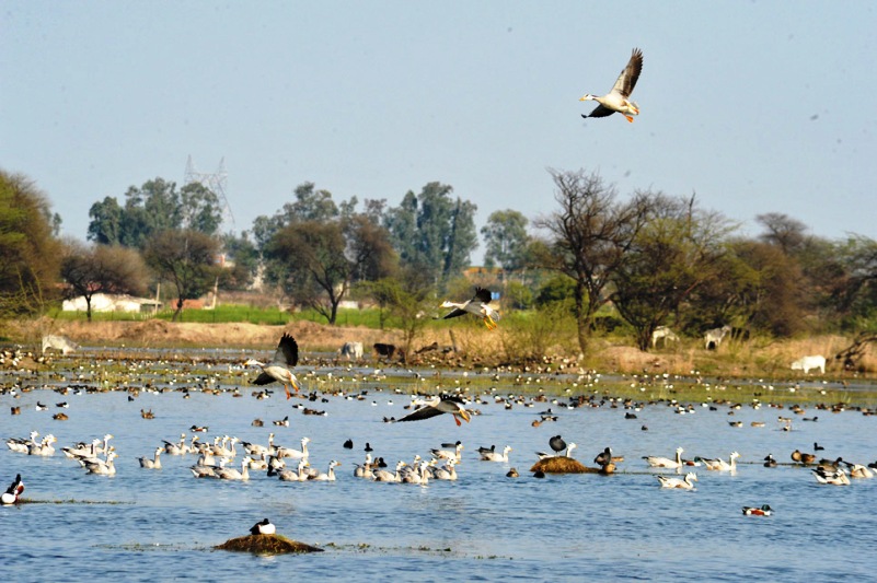 Sultanpur National Park Tourist Places in Gurgaon