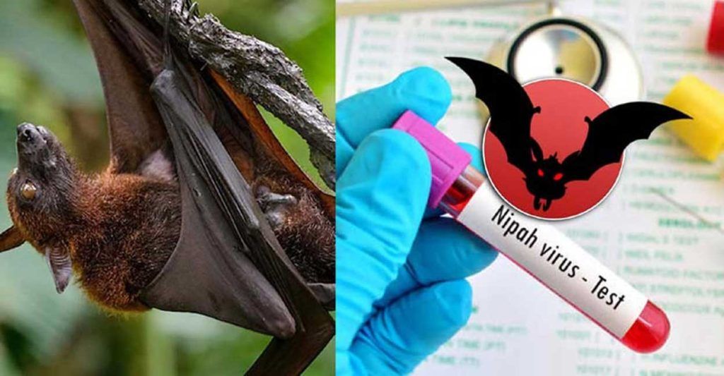 Union health minister Mansukh Mandaviya confirms two Nipah virus deaths in Kerala