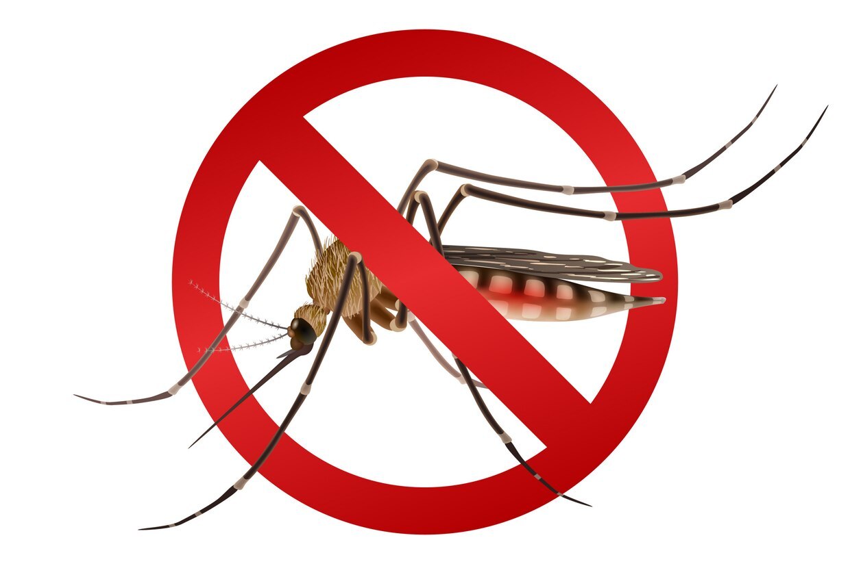 How can I maintain a normal platelet count if I have dengue?