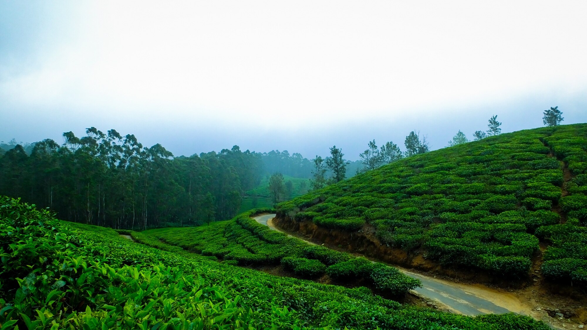 Tourist destination of Dooars, West Bengal