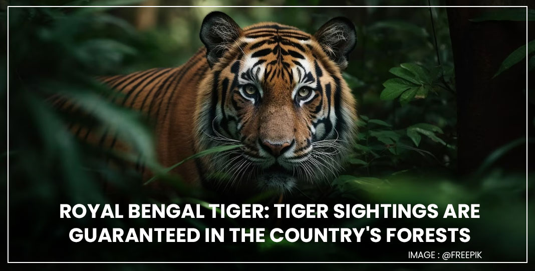Royal Bengal Tiger: Tiger sightings are guaranteed in the country's forests
